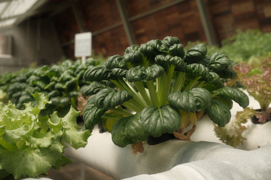 Greenhouse hydroponics farming