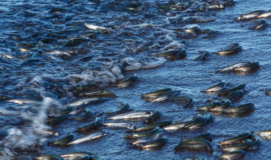 Polluted river dead fish